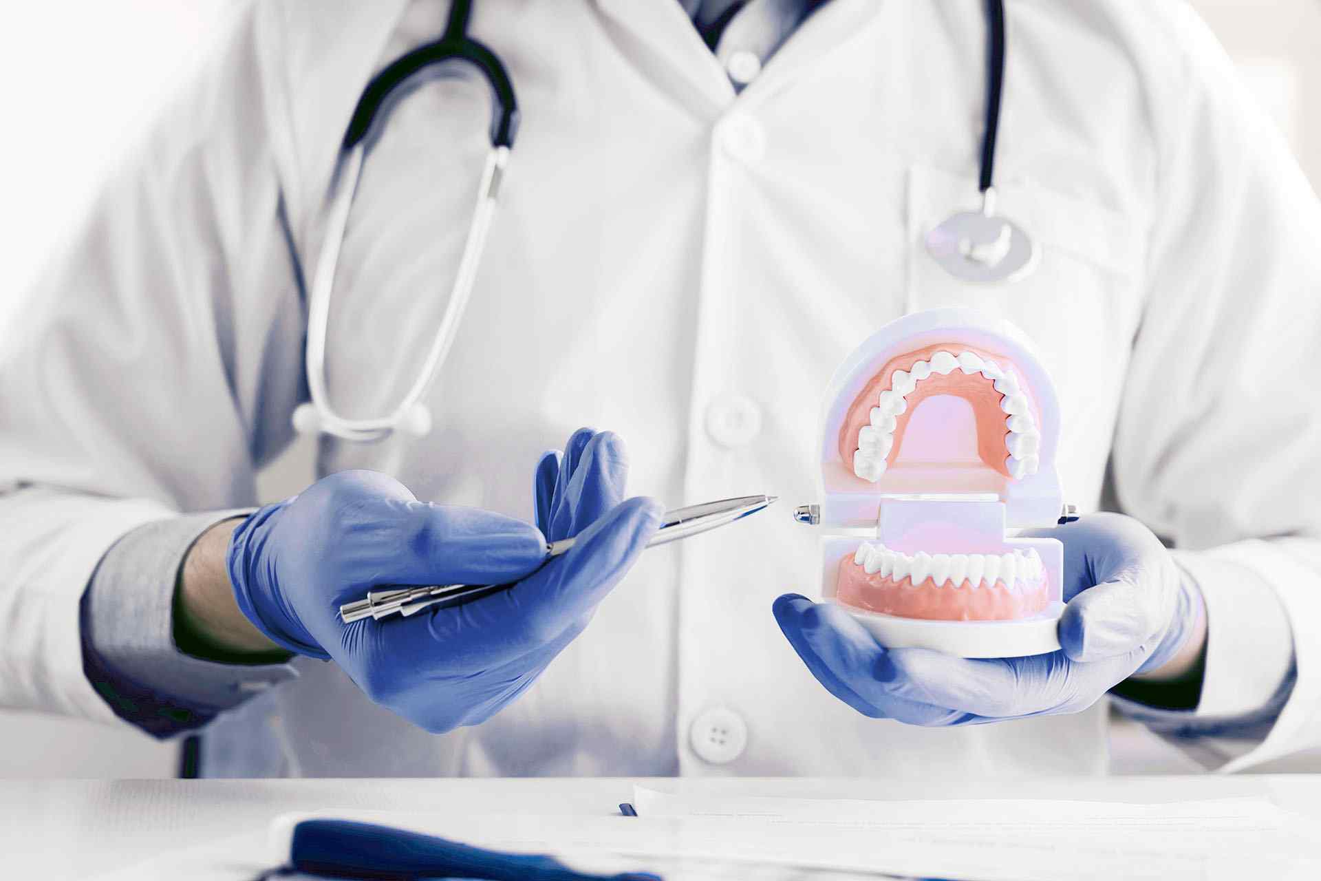 A doctor holding a tooth model and a pair of blue gloves.